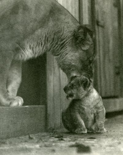 Eine Löwin hebt ihr Junges, das in der Menagerie geboren wurde, am Nacken, Londoner Zoo, Oktober 1923 (Schwarz-Weiß-Foto) von Frederick William Bond